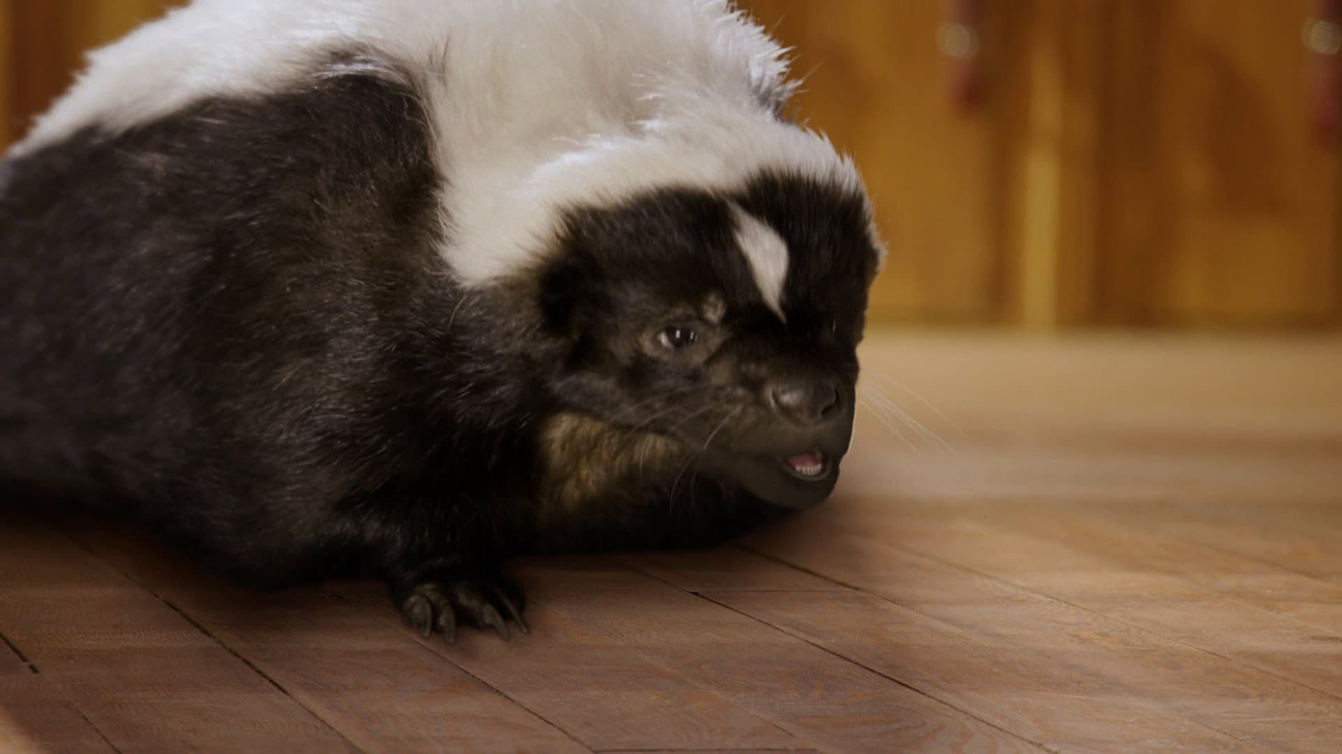 Skunked!