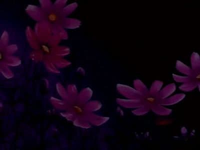 The Miracle Flower Key