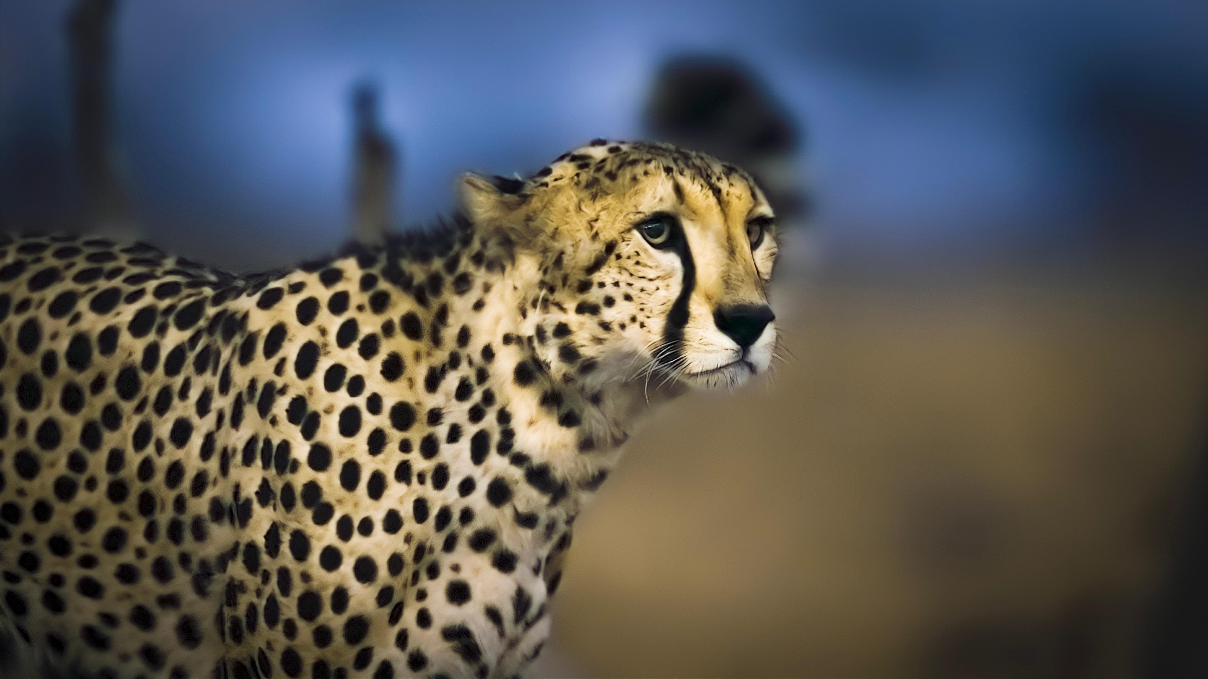 Cheetah Plains