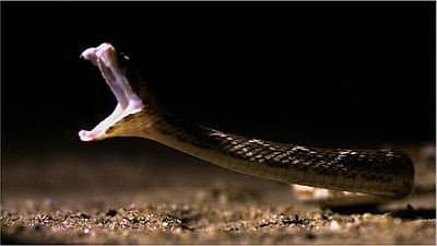 Deadly Vipers