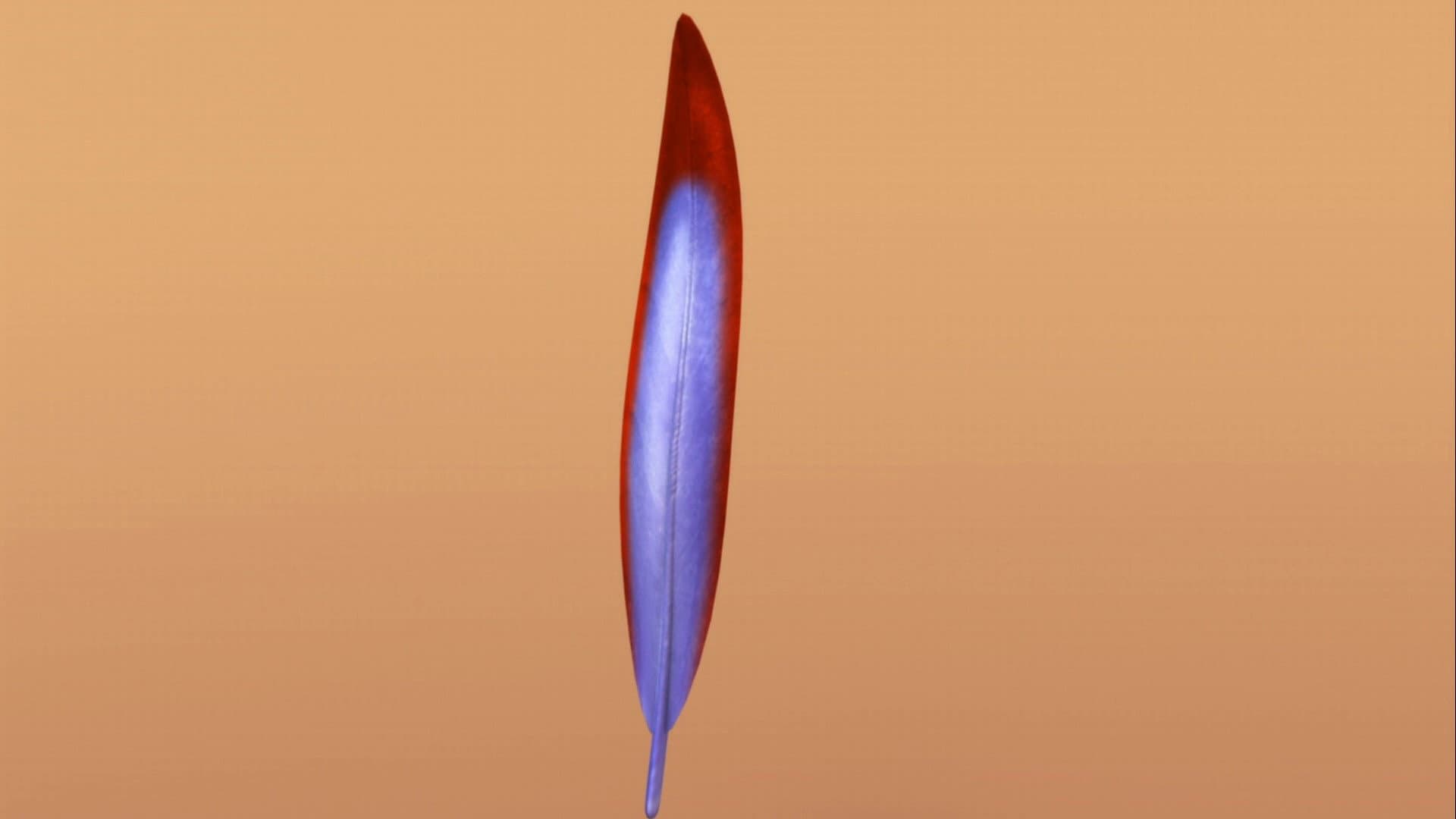 Now with Feathers!