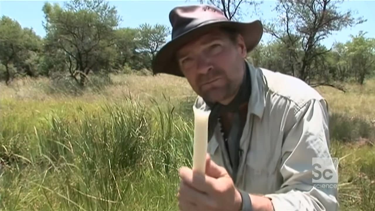 African Plains