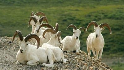 Denali: the Great Alaskan Wilderness