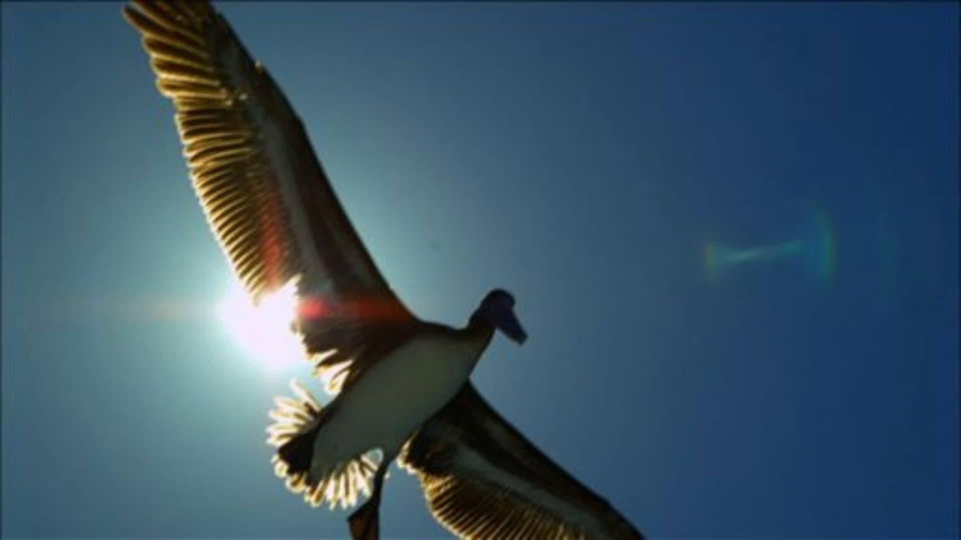 Earthflight: North America