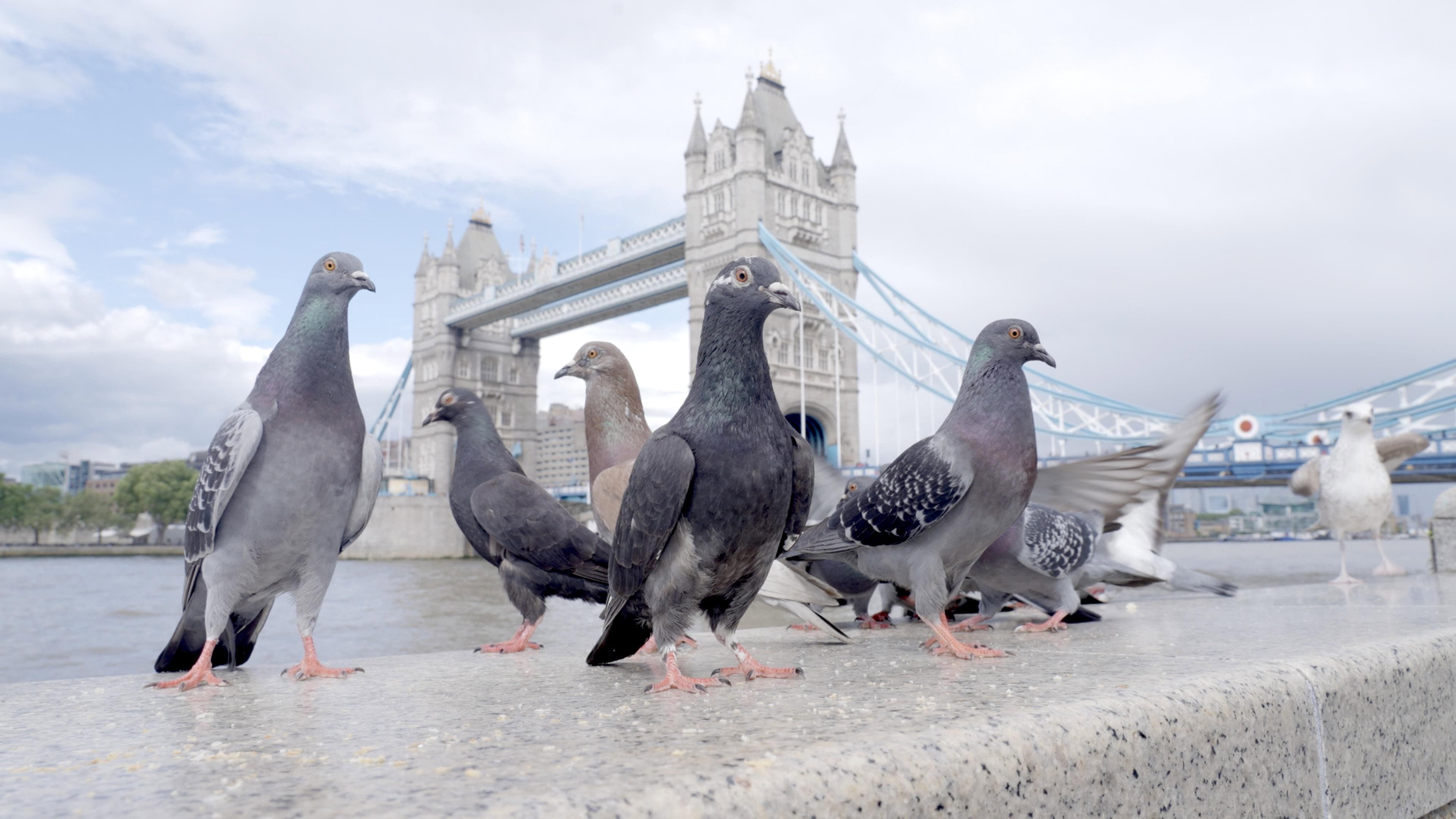The Pigeon Hustle