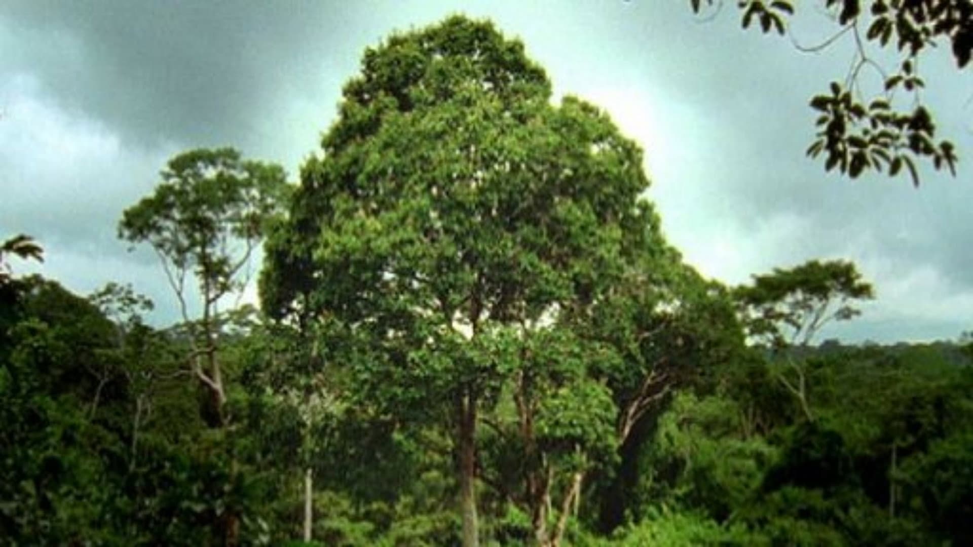 Deep Jungle: Monsters of the Forrest