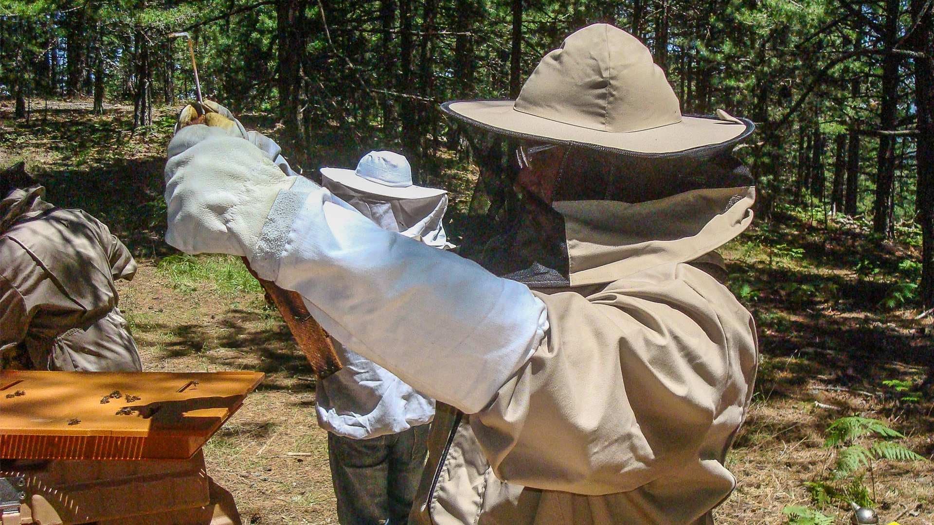 Beekeeping. Trikes. Body Armour