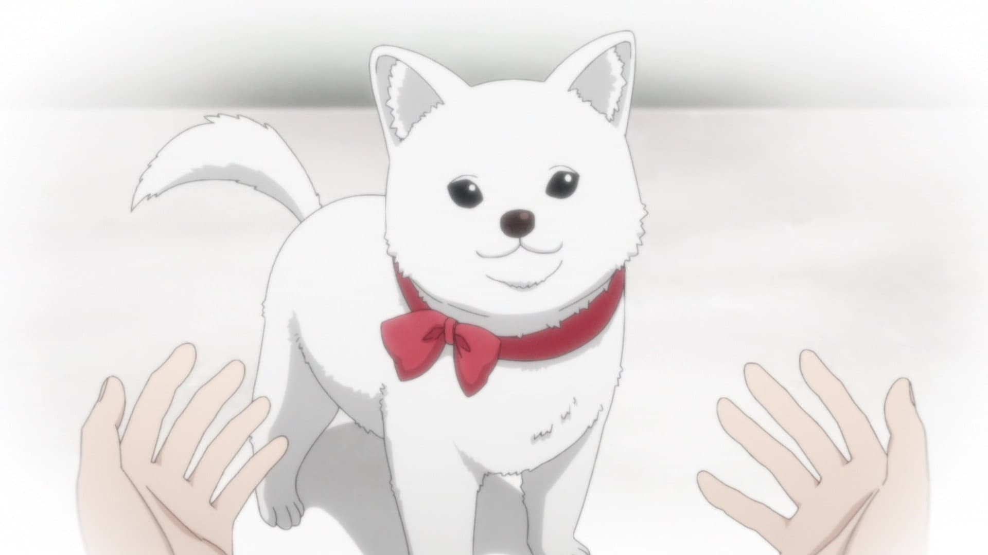 Kinokoinu Mushroom Pup