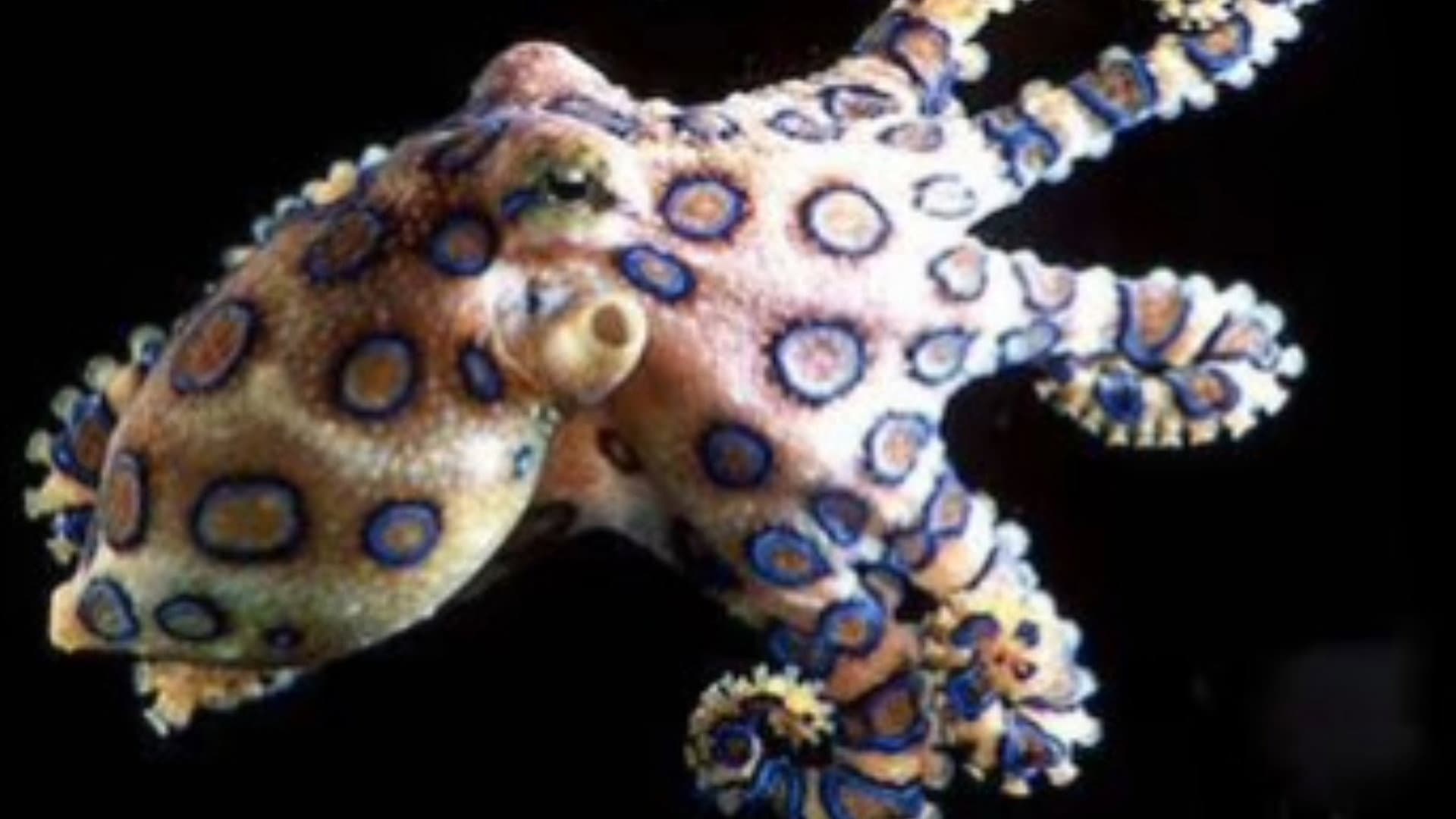 Australia's Little Assassins