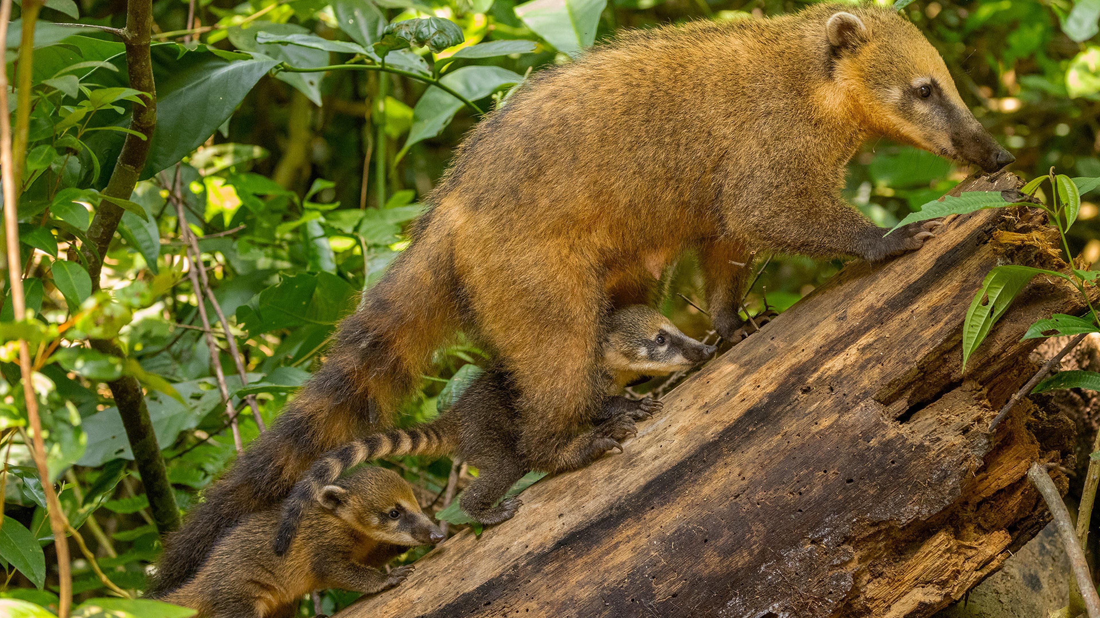 Parenthood: Jungles