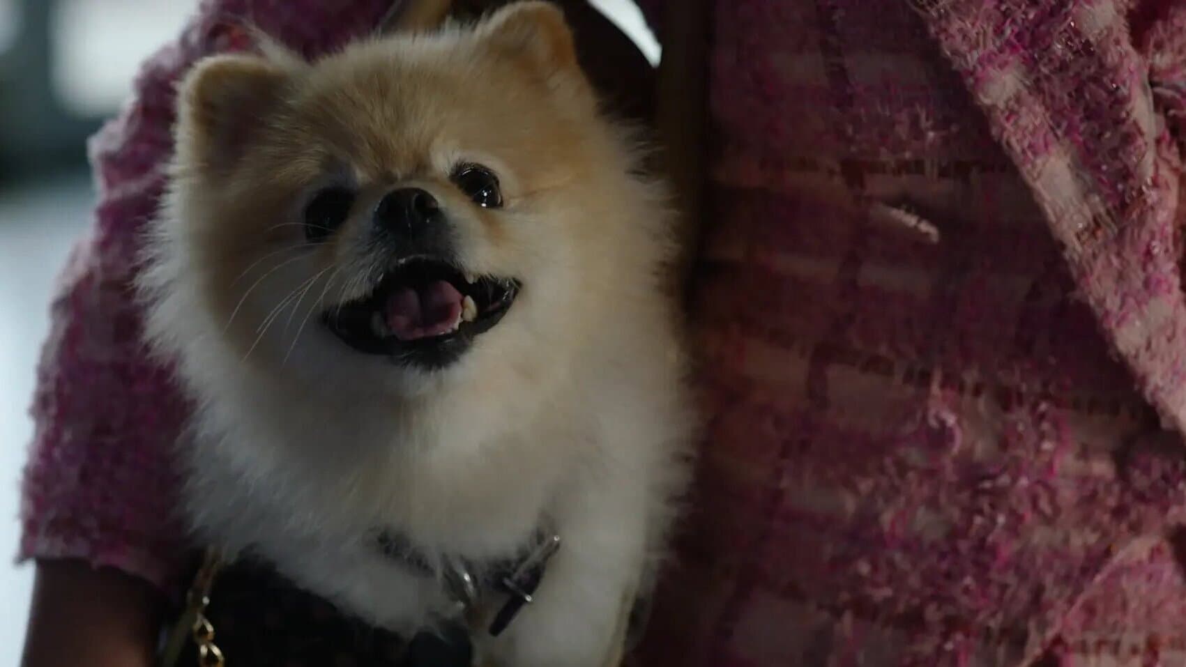 Barking Bad