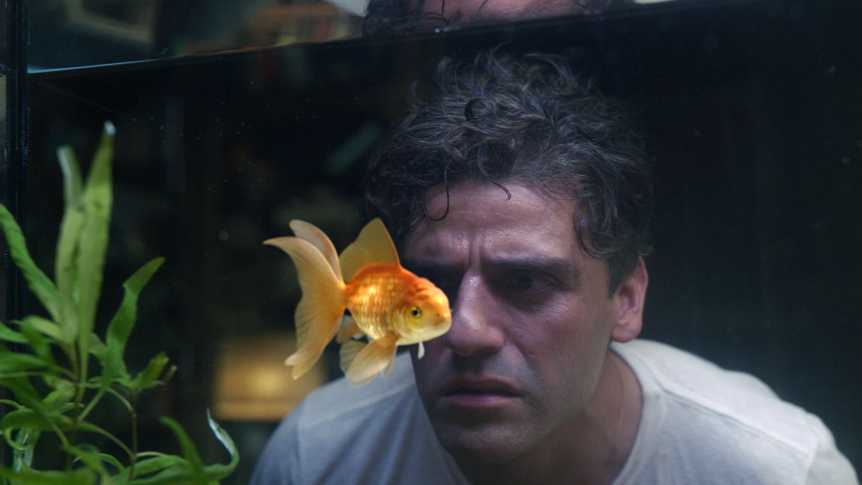 The Goldfish Problem