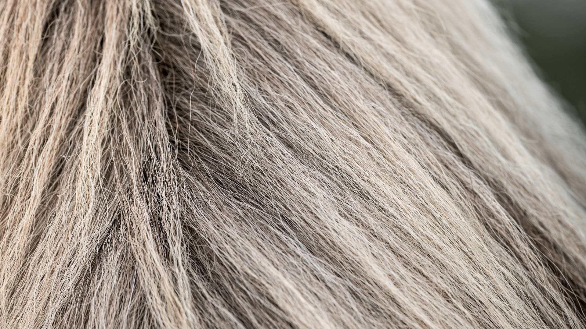 The Tesla, Horsehair Fabrics, Pool Cleaners