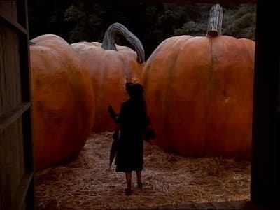 The Pumpkin Competition