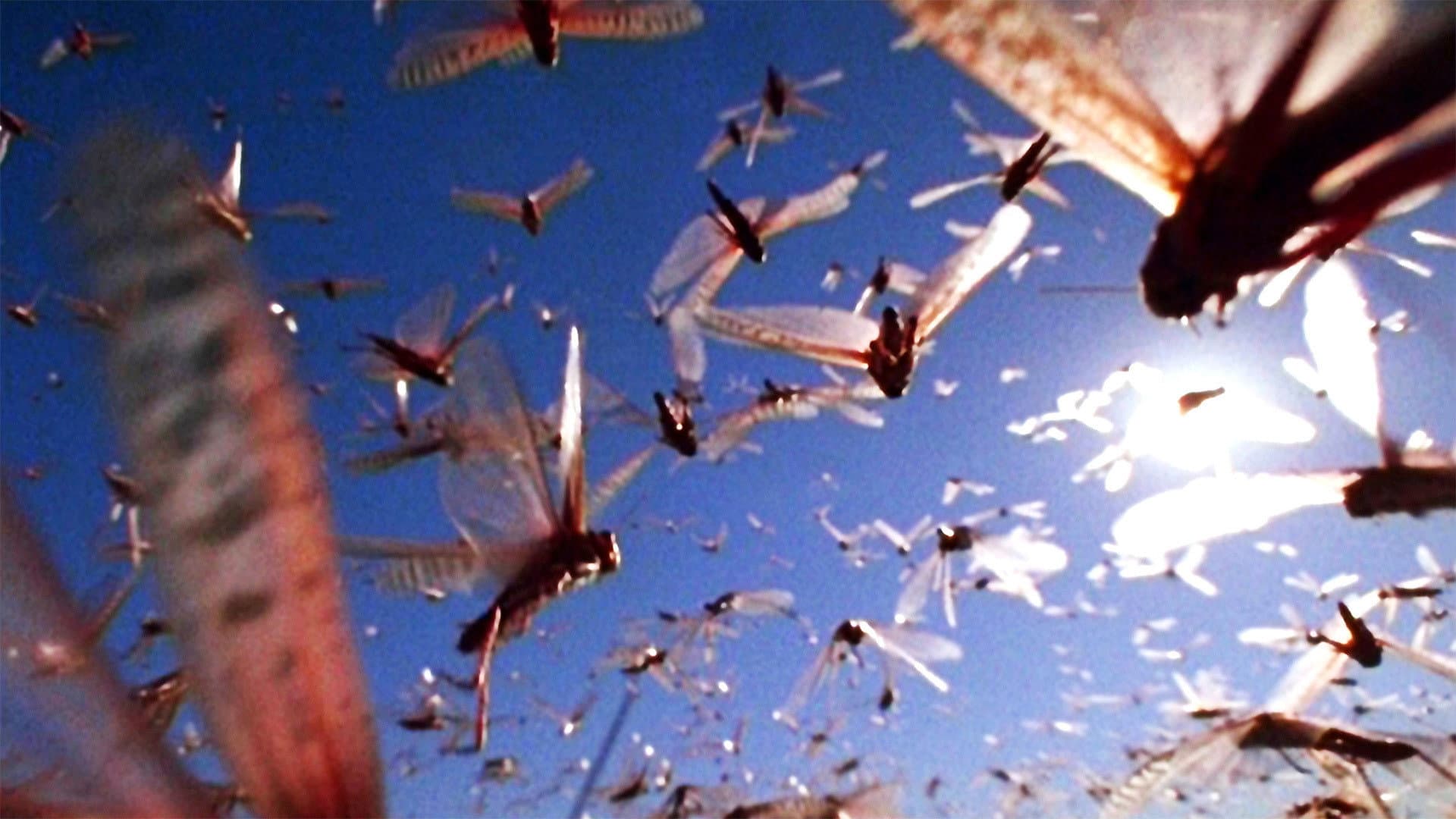 The Gathering Swarms