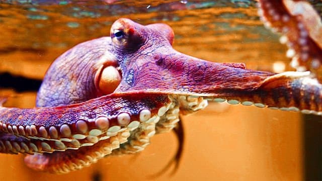 The Octopus in My House