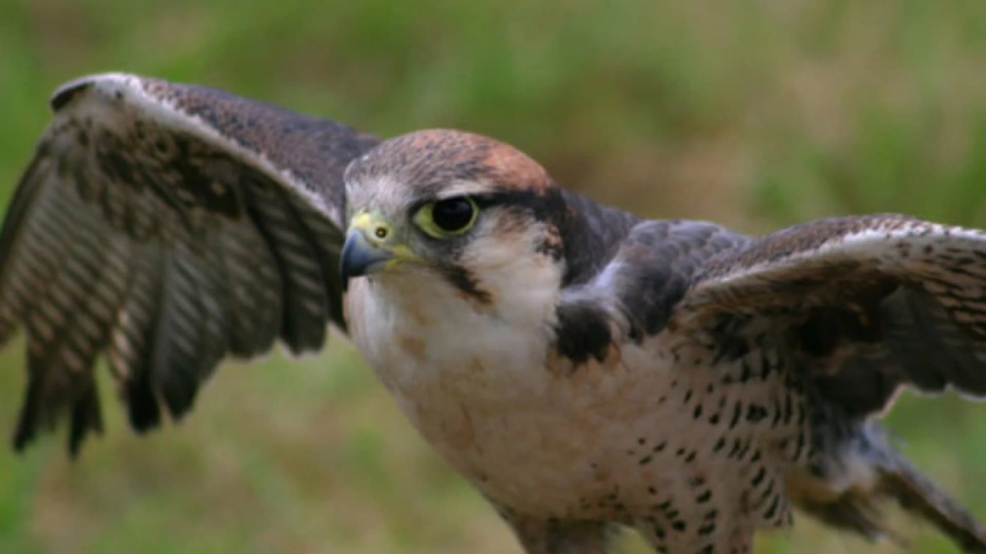 Best of Birds