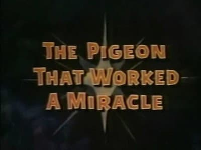 The Pigeon That Worked a Miracle