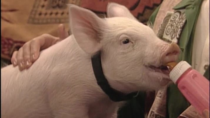 This Little Piggy