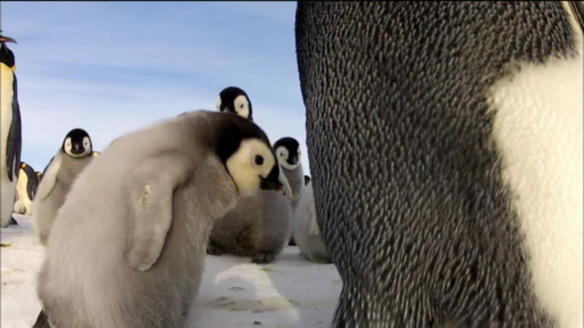 Penguins: Spy in the Huddle: The Journey