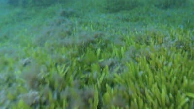 Deep Sea Invasion