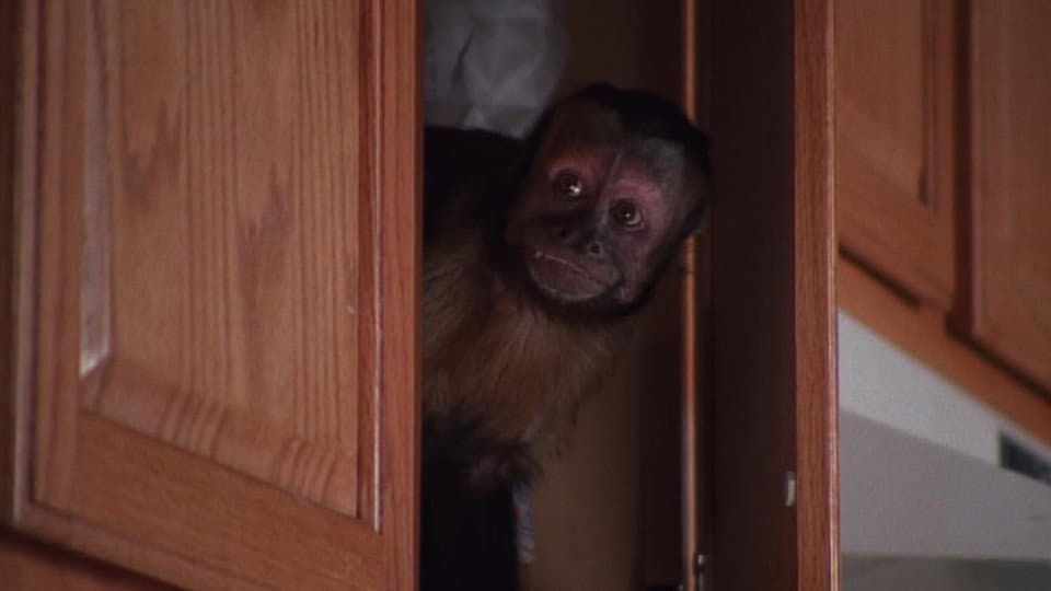 Monkey