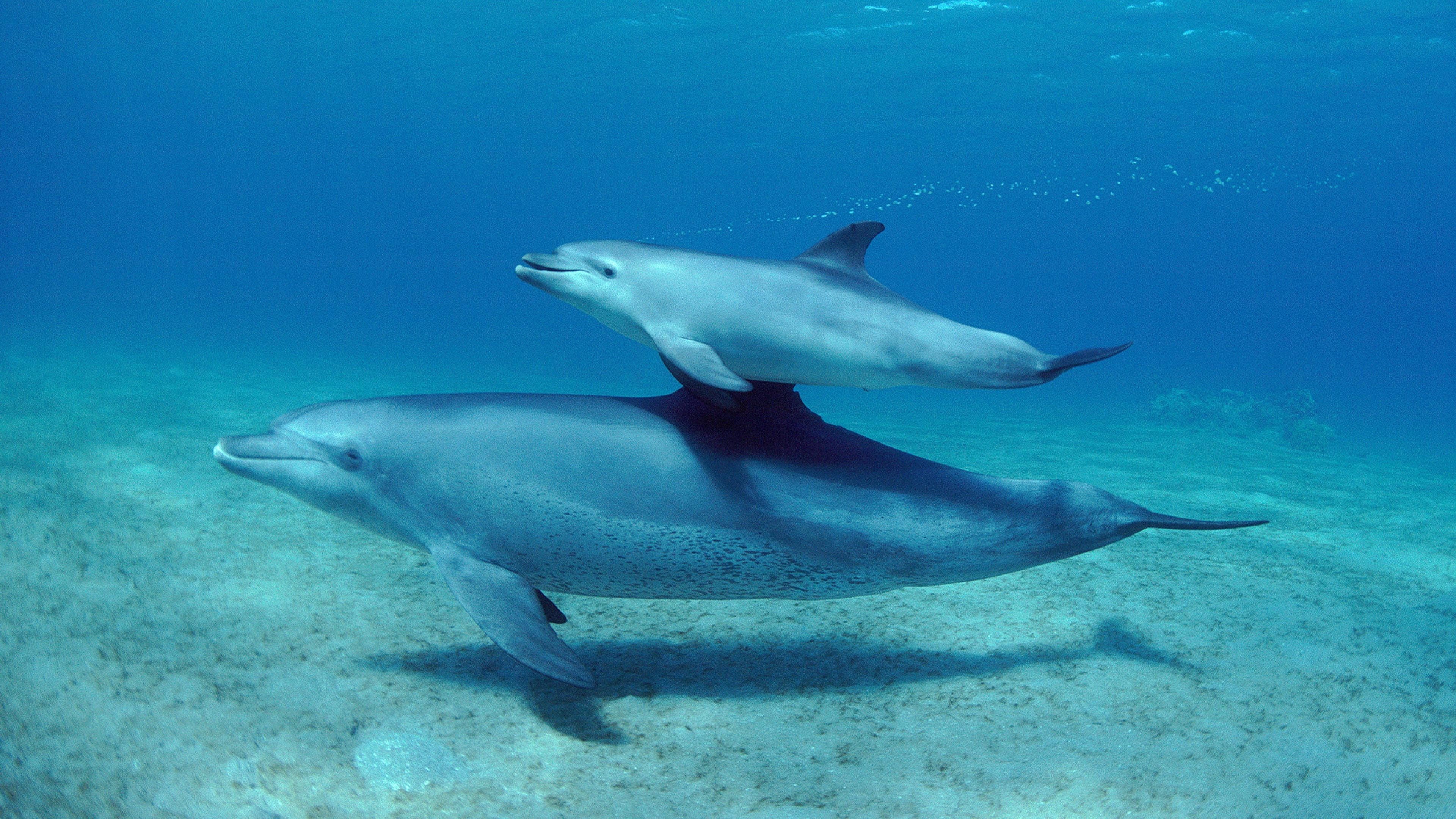 Parenthood: Oceans