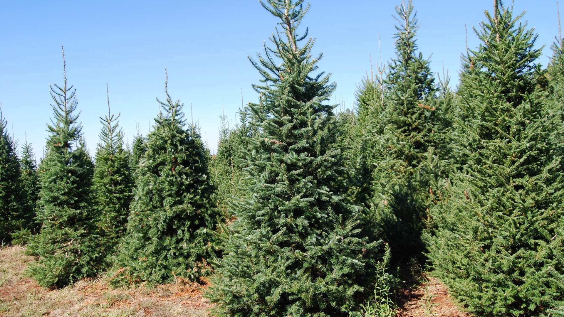 Armored Cars, Christmas Trees