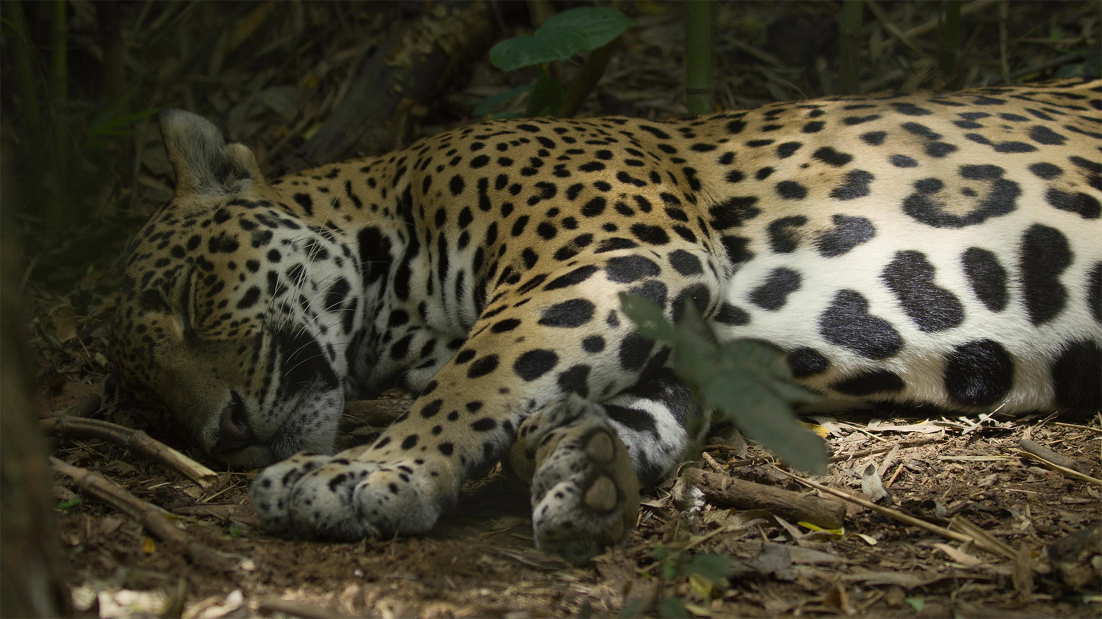 Jaguar Beach