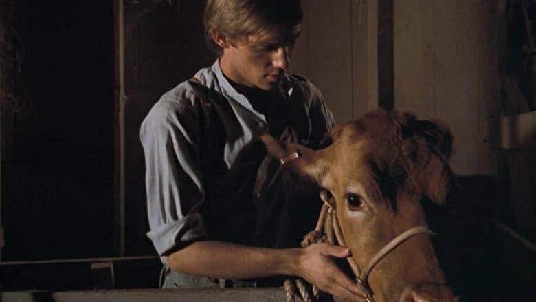 The Calf