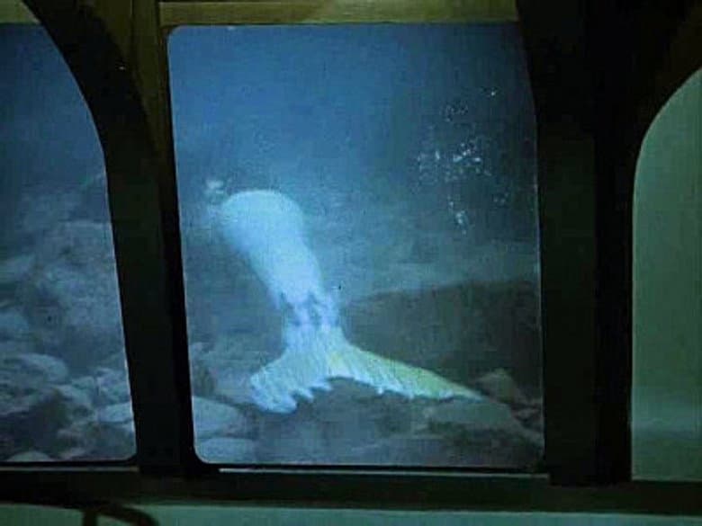The Mermaid