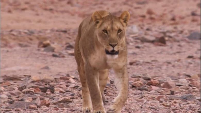 Desert Lions
