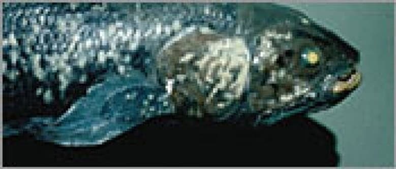 Lost Roman Treasure