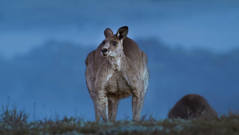 Kangaroo Valley