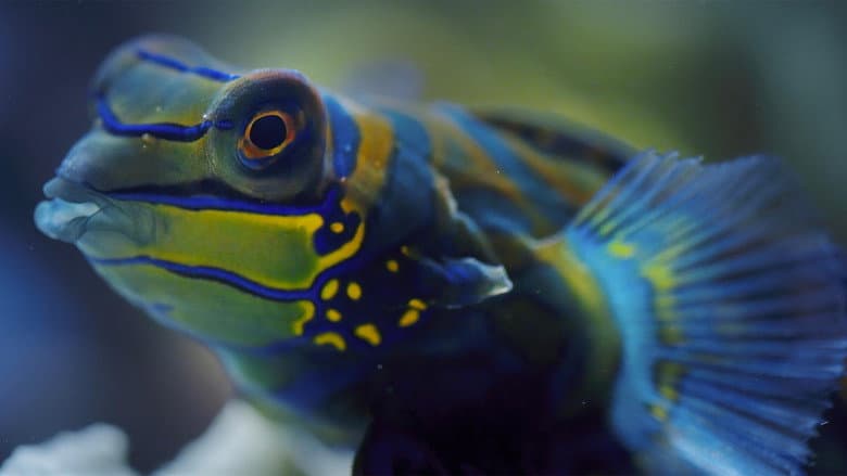 Coral Reef
