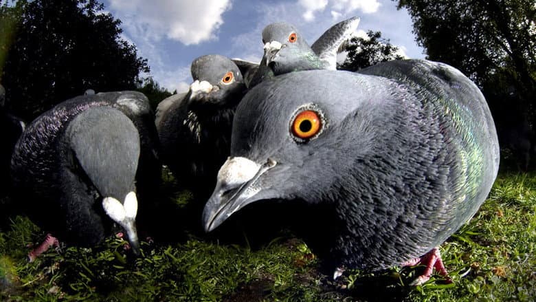 Unnatural History Of London