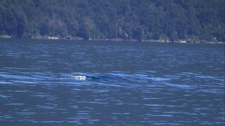 A Colossal Lake Creature in Chile and More