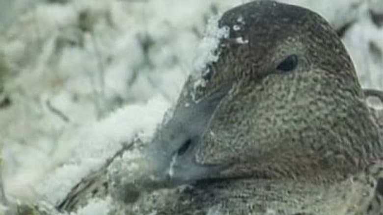 Tough Ducks