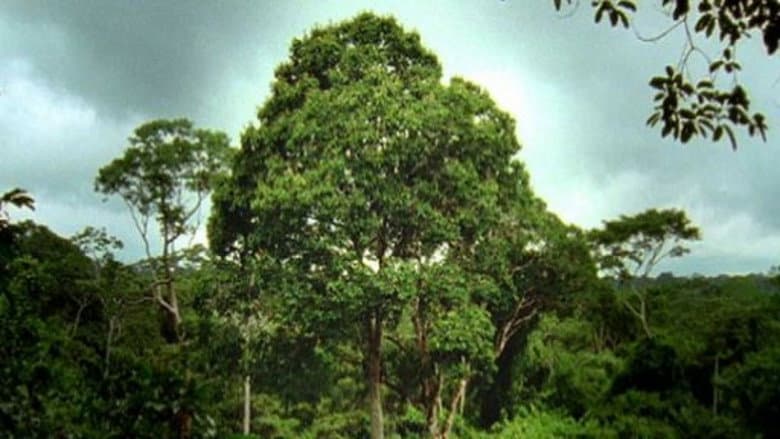 Deep Jungle: Monsters of the Forrest