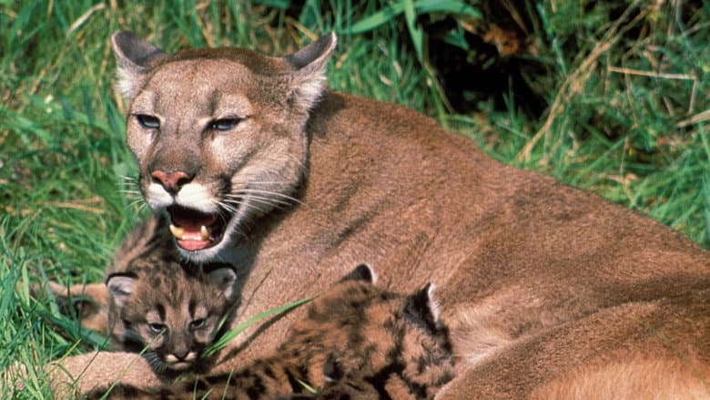 Trail of the Cougar