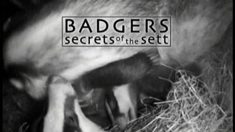 Badgers - Secrets Of The Sett