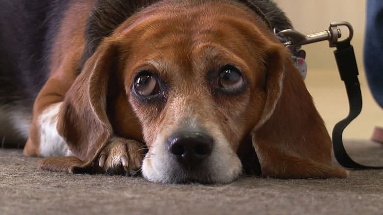 Pop! Goes the Beagle