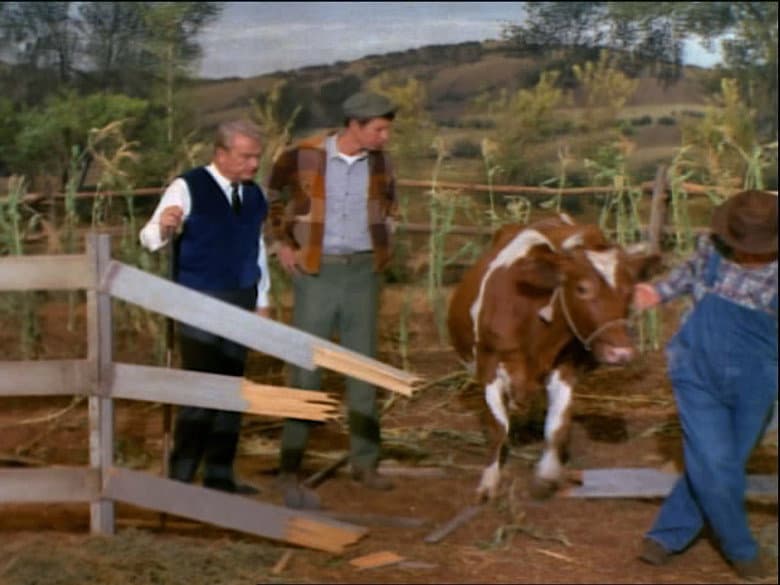 The Cow Killer