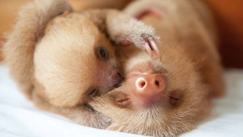 Nature’s Miracle Orphans: Wild Lessons