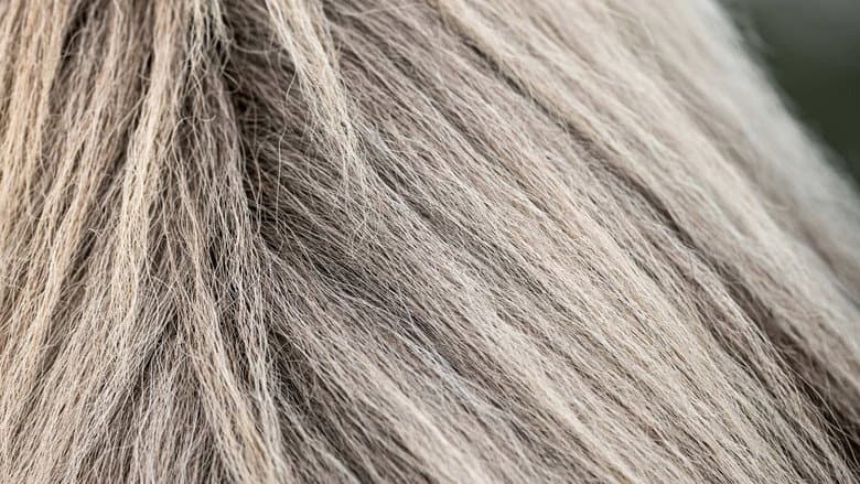 The Tesla, Horsehair Fabrics, Pool Cleaners