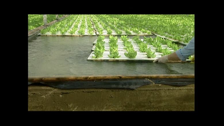 Hydroponic Lettuce, Construction Wood, Recycling, Fishing Flies