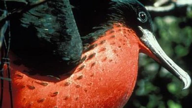 Islands of the Vampire Birds