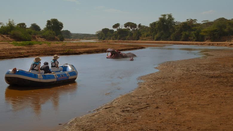 Hippopotamus amphibius