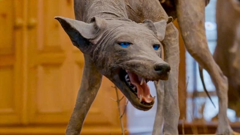 Texas Chupacabra