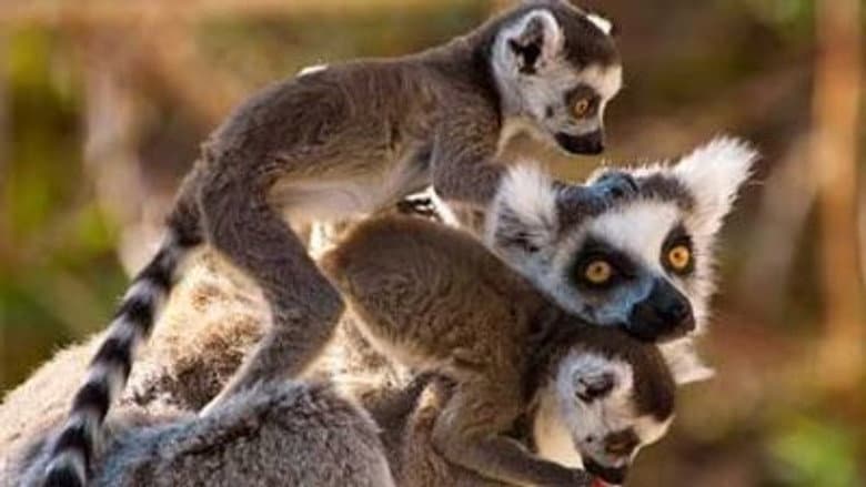 Madagascar: Land of Lemurs